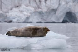 Phoque barbu / Bearded Seal Phoque barbu / Bearded Seal
