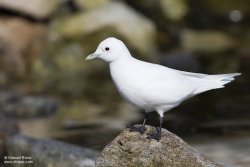 Mouette ivoire / Ivory Gull Mouette ivoire / Ivory Gull