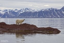 Ours polaire / Polar Bear Ours polaire / Polar Bear