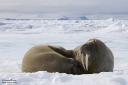 Morses / Walrus Morses / Walrus
