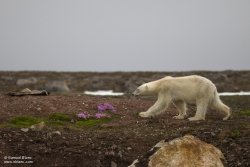 Ours polaire / Polar Bear Ours polaire / Polar Bear