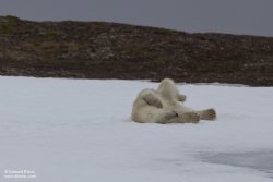 Ours polaire / Polar Bear