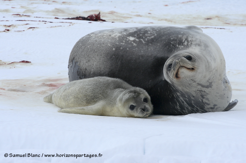 Bébé phoque de Weddell agé de 2 jours aux cotés de sa mère