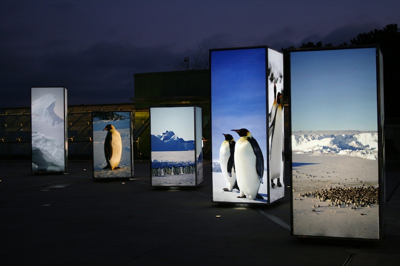 Manchots empereurs exposés à Monaco