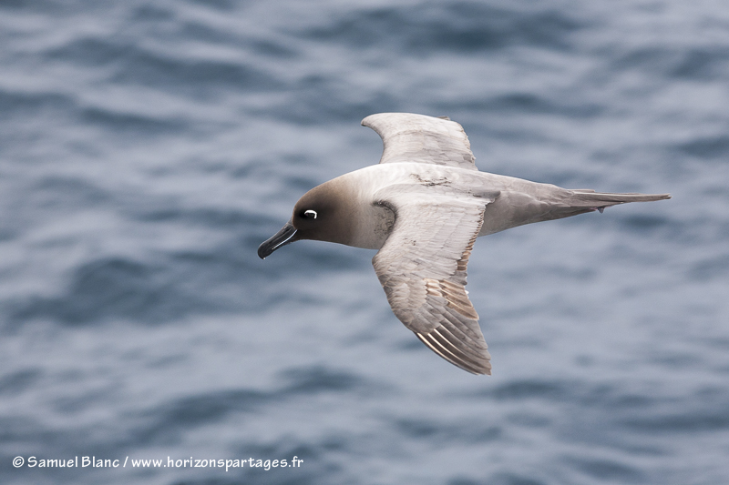 Albatros fuligineux à dos clair
