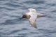 Albatros fuligineux à dos clair