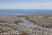 Saint Andrews Bay en Géorgie du Sud