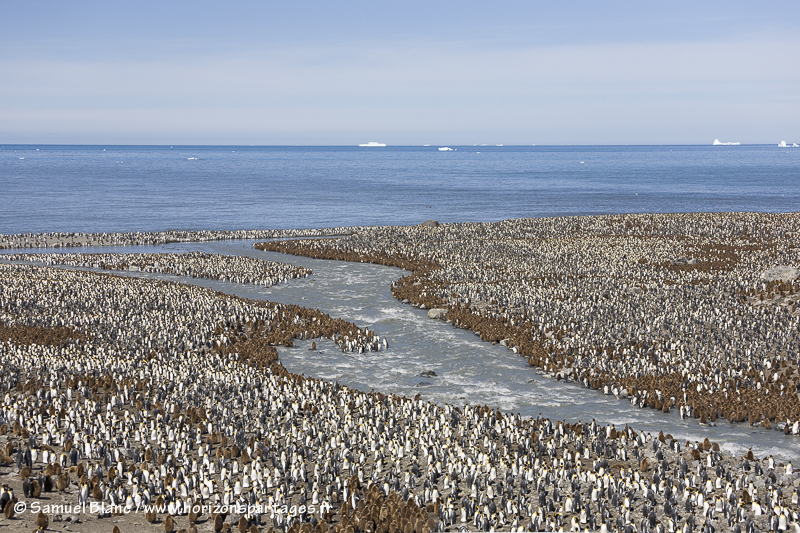 Saint Andrews Bay en Géorgie du Sud