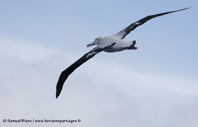 Albatros hurleur