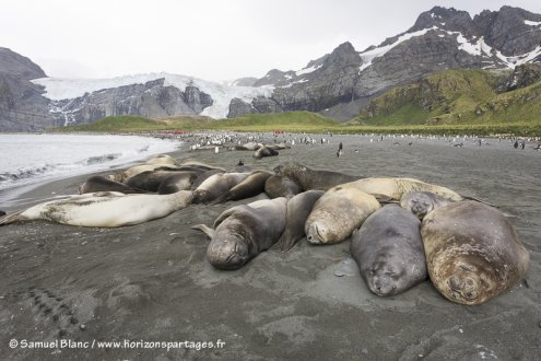 Eléphants de mer en Géorgie du Sud