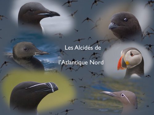 Conférence Les alcidés de l'Atlantique Nord