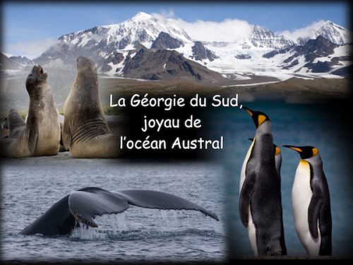 Conférence La Géorgie du Sud, joyaux de l'océan Austral