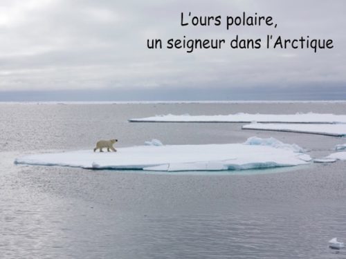 Conférence L'ours polaire un seigneur dans l'Arctique