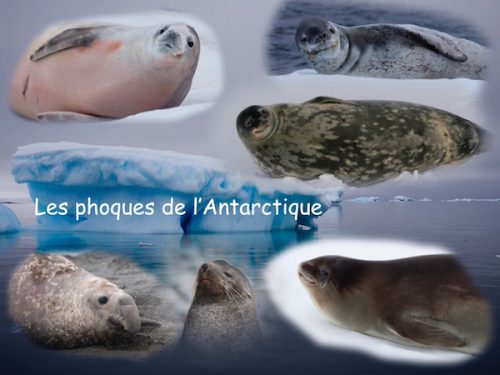 Conférence Les phoques de l'Antarctique