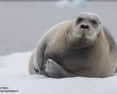 Phoque barbu en Arctique