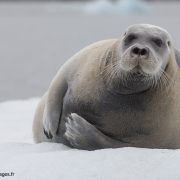 Phoque barbu en Arctique