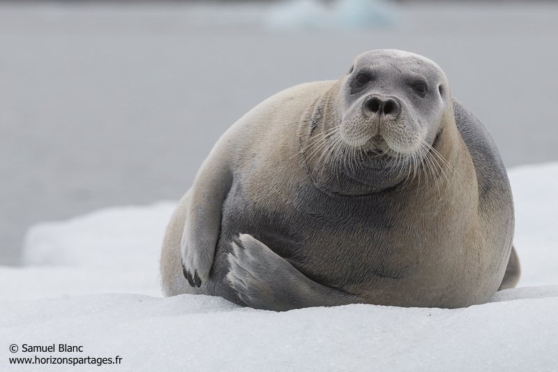 Phoque barbu en Arctique