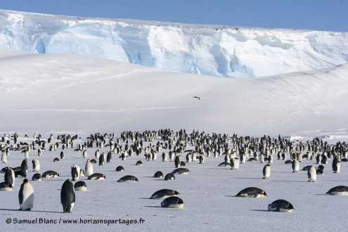 Colonie de manchots empereurs en Antarctique