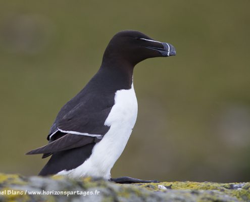 Pingouin torda