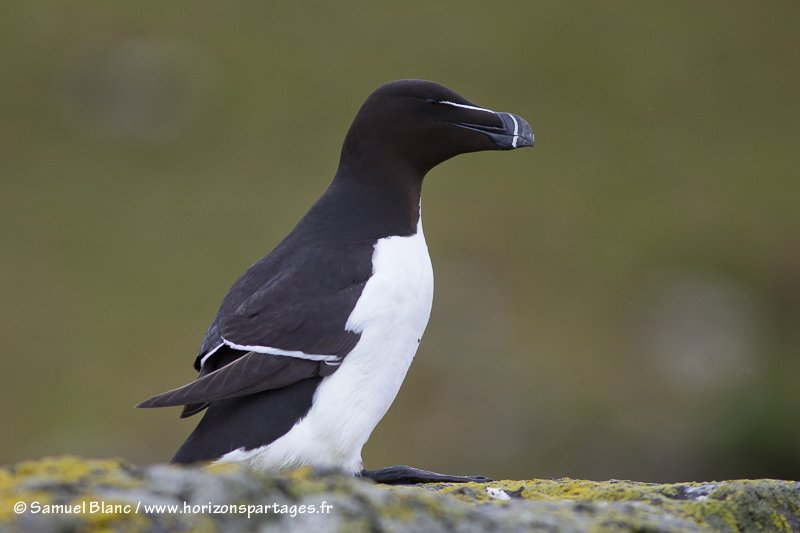 Pingouin torda