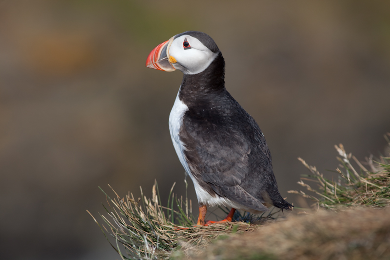 Macareux moine à Grimsey, Islande