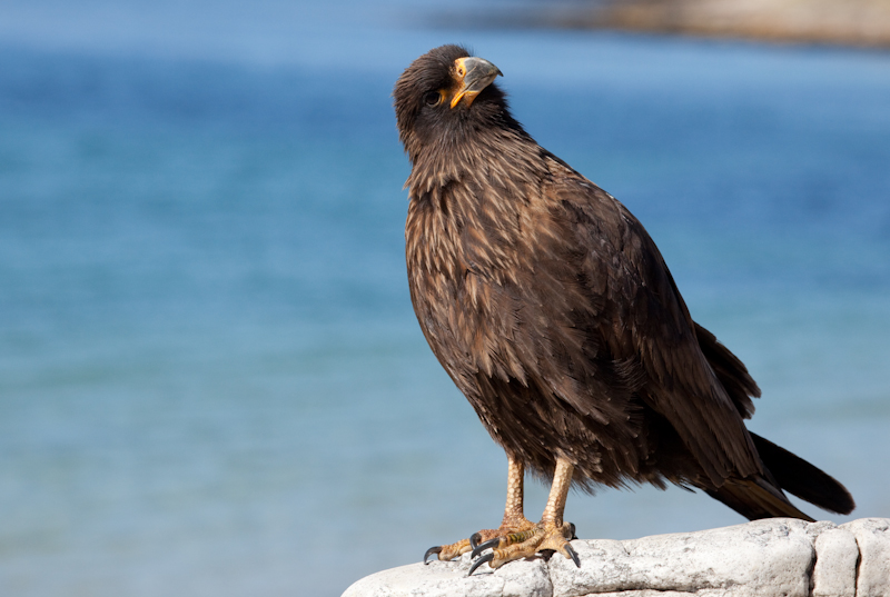 Caracara strié à Grave Cove aux îles Malouines