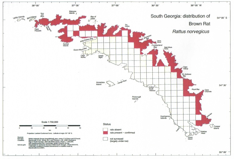 Carte de répartition du rat noir en Géorgie du Sud