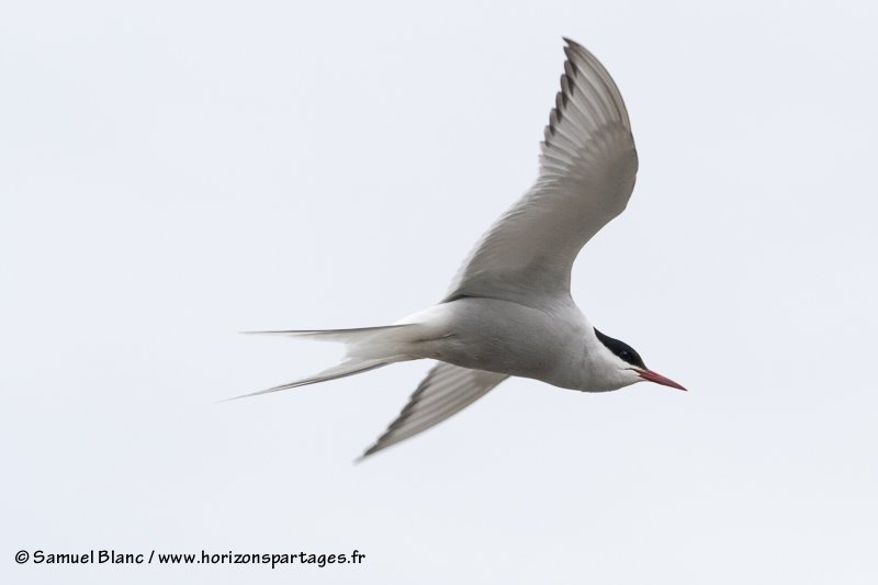Sterne arctique