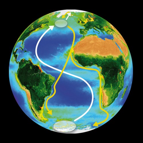 Carte des trajets de migration aller/retour de la sterne arctique