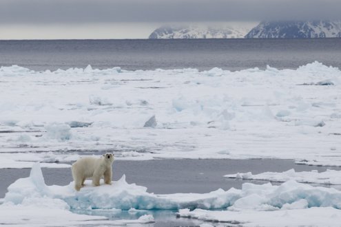 Ours polaire sur la banquise