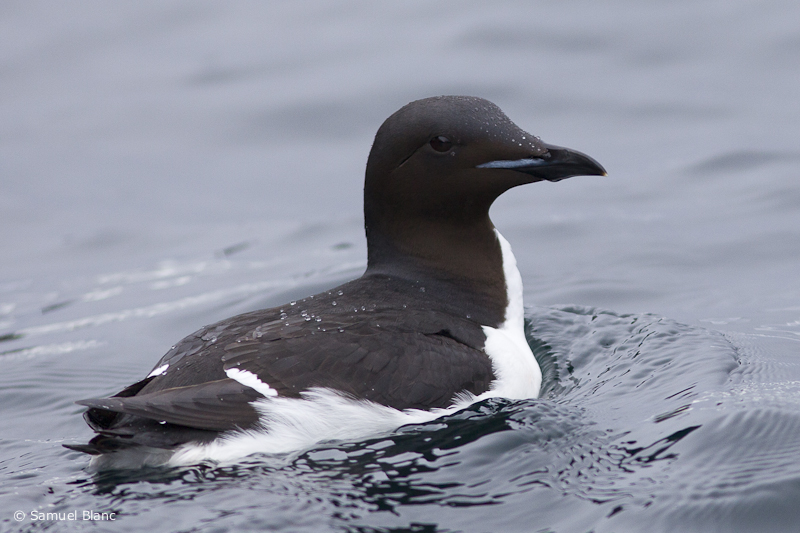 Guillemot de Brunnich, Svalbard Guillemot de Brunnich, Svalbard