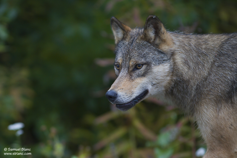 Loup gris en Colombie Britannique, Canada