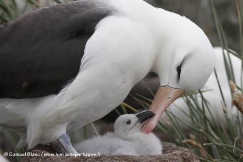 Albatros à sourcils noirs