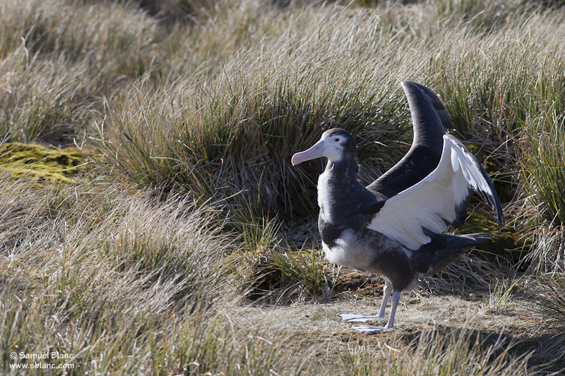 Poussin d'albatros hurleur
