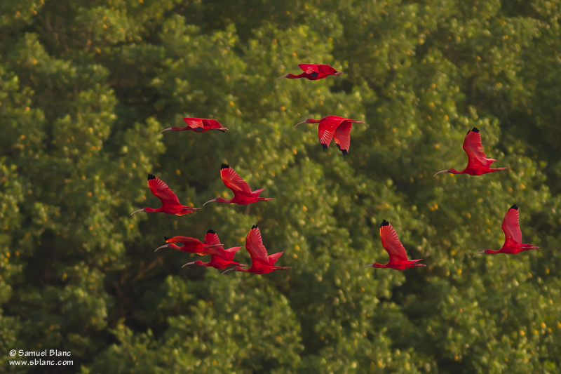 Ibis rouges au marais du Caroni