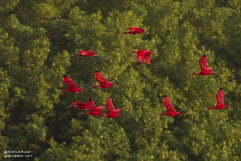 Ibis rouges au marais du Caroni