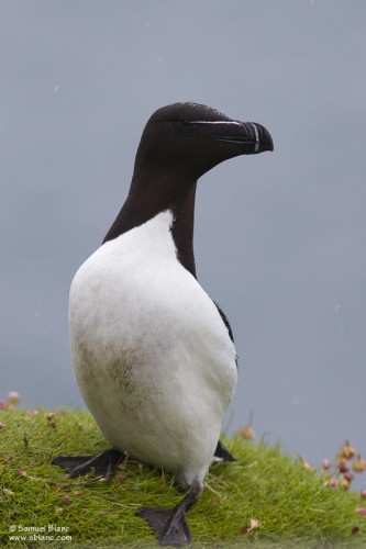 Pingouin torda / Razorbill