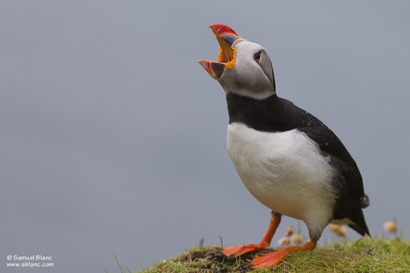 Macareux moine / Atlantic Puffin