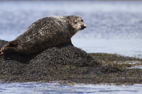 Phoque gris / Grey Seal