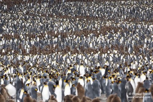 Colonie de manchots royaux de Saint Andrews Bay en Géorgie du Sud