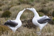 Couple d'albatros royaux du Sud
