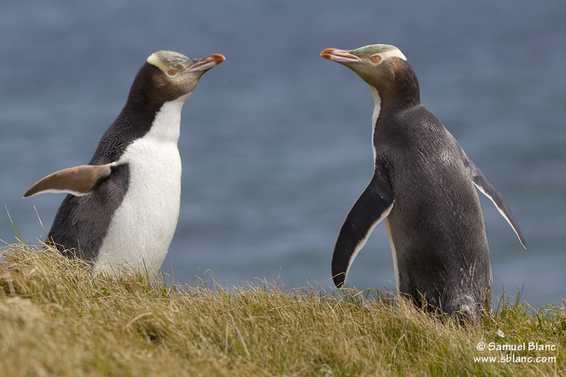 Manchot antipode sur l'île Enderby