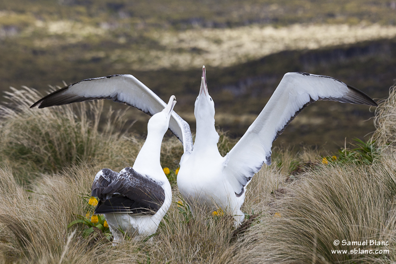Couple d'albatros royaux du Sud