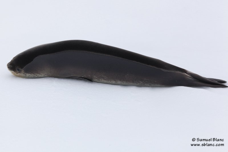 Le phoque de Ross (Ommatophoca rossii)
