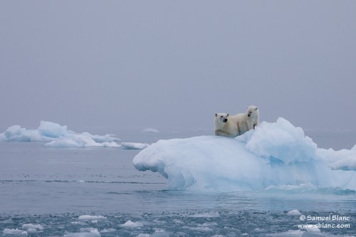 Ours polaires sur un iceberg au Spitzberg