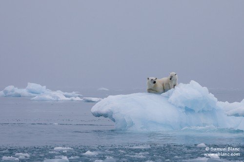 Ours polaires sur un iceberg au Spitzberg