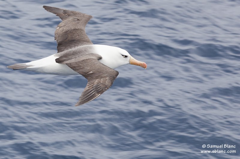 Albatros de Campbell aux îles Campbell, Nouvelle-Zélande
