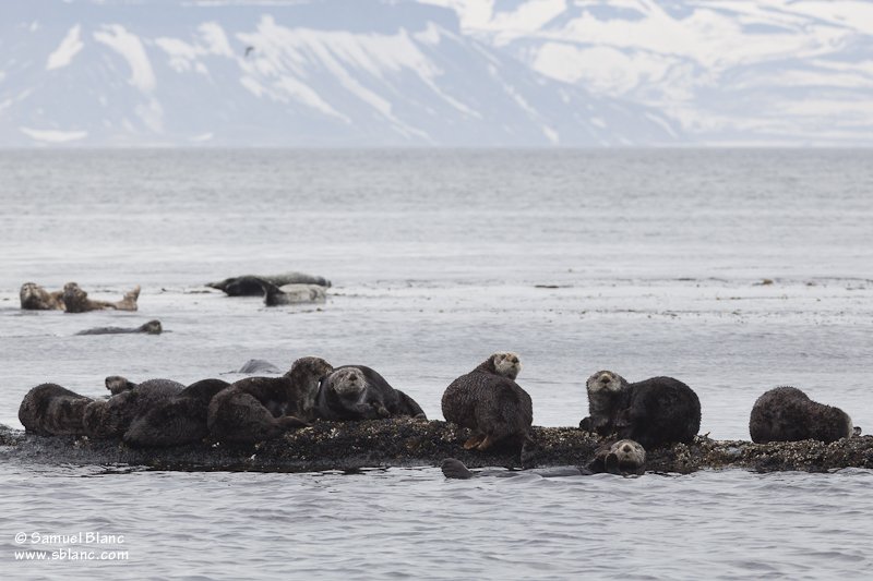 Groupe de loutres de mer
