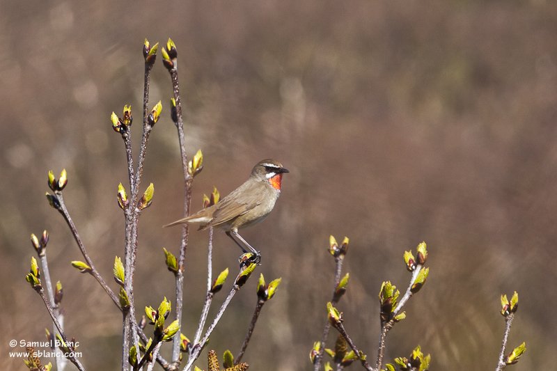 Rossignol calliope (Luscinia calliope)