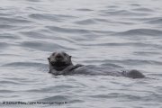 Loutre de mer en Russie